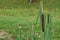 Photography of  bulrush, reedmace, reed,Â cattail, Typha latifolia